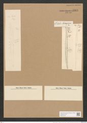 Nitzschia lorenziana var. subtilis Grun. (de-Toni-Nr.: Genus 47, Species 2150) Zeichnungen Sammlung Grunow Nr. 4341 (NHMW-BOT-W0372378)